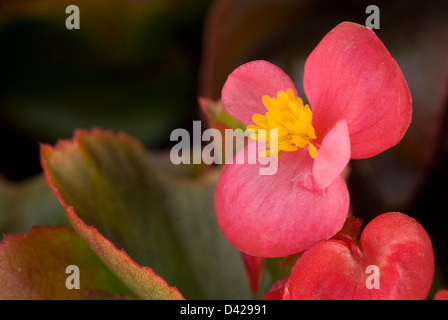 Radicata fibroso Begonia Begonia semperflorens, Begoniaceeae Foto Stock