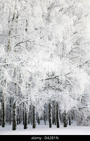 Inverno russo nel boschetto di betulle Foto Stock