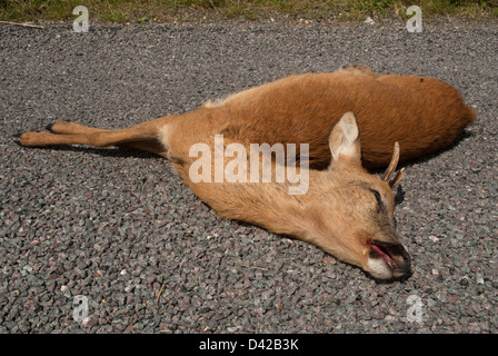 Il Roe Deer buck ucciso da incidente stradale Foto Stock