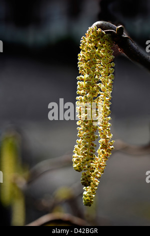 Amenti su un cavatappi nocciolo (Corylus avellana Contorta "') arbusto Foto Stock