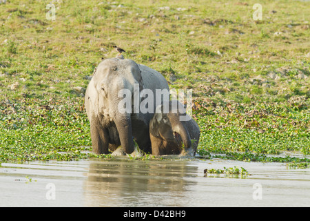 L'elefante indiano e alimentazione di vitello nel fiume Brahamputra, il Parco Nazionale di Kaziranga, India. Foto Stock