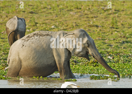 L'elefante indiano alimentando il fiume Brahamputra, il Parco Nazionale di Kaziranga, India. Foto Stock