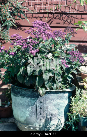 Viola Heliotropium 'hybridum " in rame rigenerati vasca dolly Foto Stock