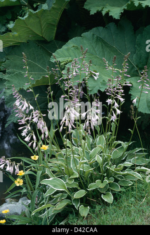 Close-up di hosta variegato con un pallido fiori malva Foto Stock