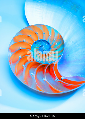 Nautilus bisecato Shell nella metà che mostra le camere,Nautilus Pompilus,genere Nautilus Foto Stock