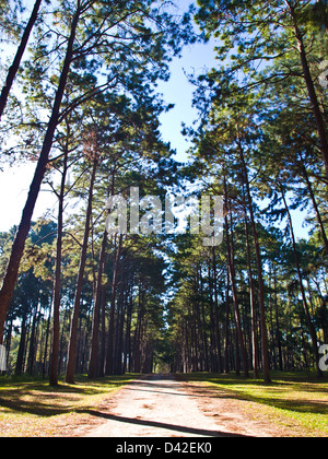 Foresta di Pini nel Figlio Suan Kaew Bo, Chiang Mai, Thailandia Foto Stock