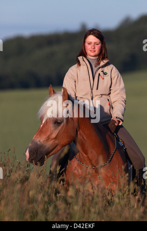 Oberoderwitz, Germania, donna cavalca il suo Haflinger Foto Stock