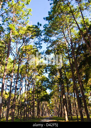 Foresta di Pini nel Figlio Suan Kaew Bo, Chiang Mai, Thailandia Foto Stock