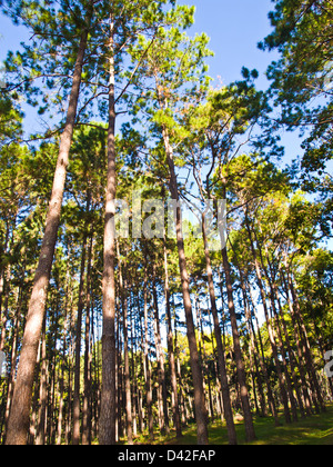 Foresta di Pini nel Figlio Suan Kaew Bo, Chiang Mai, Thailandia Foto Stock