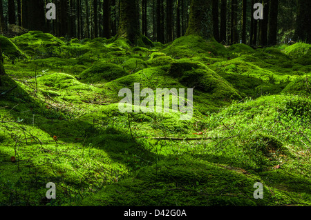 Sun-pezzata di muschio verde tumuli sulla foresta di pini piano Foto Stock
