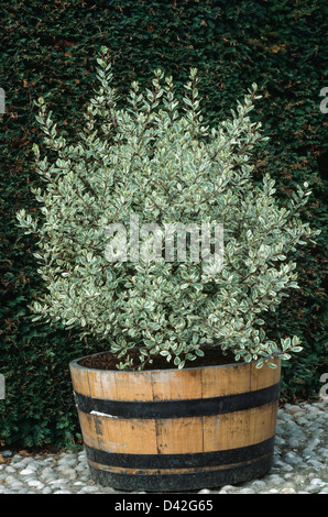Close up di rhamnus alaterna 'Variegata' nella bonificata Barile di legno Foto Stock