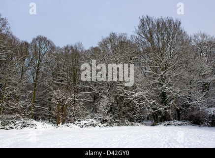 Bosco d'inverno. Boschi di BIRCHANGER Bishop's Stortford Hertfordshire. Regno Unito Foto Stock