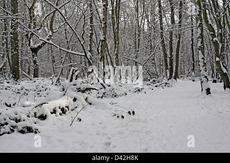 Bosco d'inverno. Boschi di BIRCHANGER Bishop's Stortford Hertfordshire. Regno Unito Foto Stock