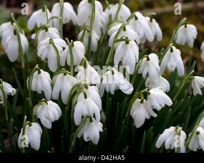 Un piccolo agglomerato di bucaneve ( Galanthus nivalis ) Foto Stock