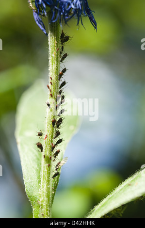 Afidi nero aspirare sap da piante, pest Hemiptera su fiordaliso Foto Stock