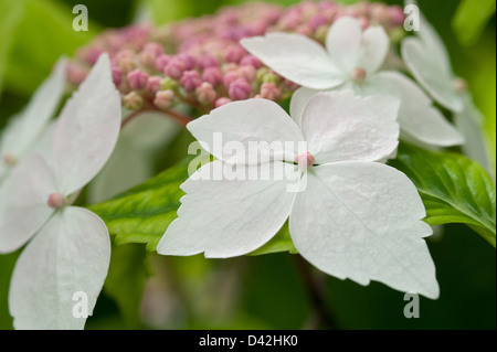 Le prime fasi del giapponese Hydrangea pianta fioritura close up Foto Stock