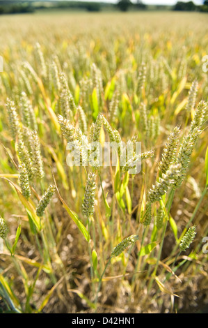 Grande grande mais o campo di grano un mese di riposo venga raccolta crescente su ricco chalk fondovalle una volta la prateria in estate Foto Stock