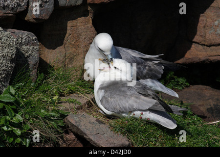 Coppia di allevamento di Fulmars (Fulmarus glacialis) sul nido, Handa Island, altopiani, Scozia Foto Stock