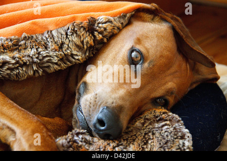 Berlino, Germania, Happy dog   poggiante sulla sua coperta Foto Stock