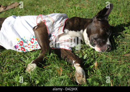 Berlino, Germania, un Labrador-dingo con camicetta Foto Stock