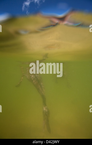 Berlino, Germania, un anatra si tuffa in una fontana Foto Stock