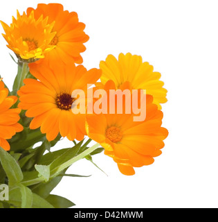 Calendula fiori su sfondo bianco Foto Stock