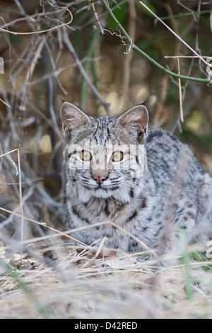 Bobcat appoggiata nella spazzola Foto Stock