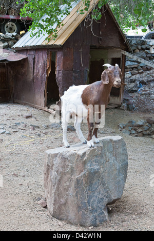 Bianco e Marrone di pet Capra in piedi su una grande roccia in una fattoria. Foto Stock