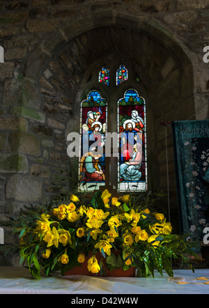 Il Daffodil Festival a San Mawgan-in-Meneage chiesa in Cornovaglia. Foto Stock
