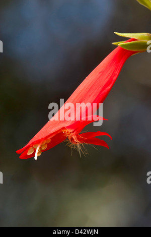 Beardlip Penstemon Penstemon barbatus Santa Catalina Mountains Pima County, Arizona, Stati Uniti Scrophulariaceae fiore Foto Stock