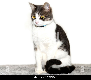 Coda di gatto arricciata Foto stock - Alamy