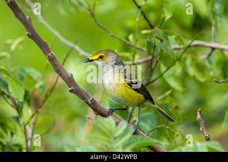 Bianco-eyed Vireo Vireo griseus Prairie State Park, Missouri, Stati Uniti 1 Maggio Vireonidae adulti Foto Stock