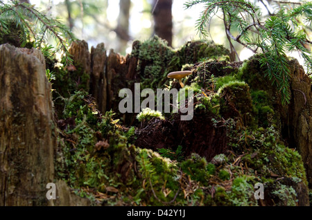 Sun-pezzata moss e funghi in un ceppo di albero Foto Stock