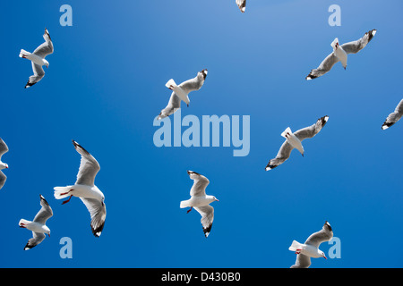 Una compilation di gabbiani contro un cielo blu chiaro Foto Stock