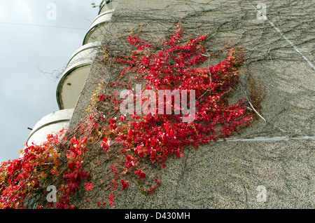 Appartamento casa wall e di colore rosso superriduttore crescere su di esso in autunno. Foto Stock