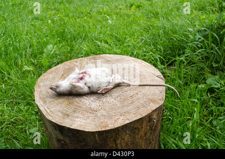 Dead Rat con ferita sanguinante e dente giallo giacciono sul ceppo di albero circondato da verde erba di prato. Foto Stock