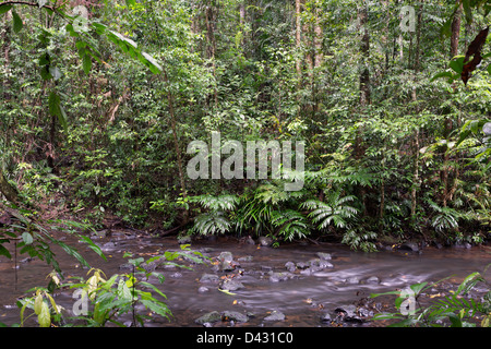 Le scene della foresta pluviale vicino Milla Milla Falls, estremo Nord Queensland, Australia Foto Stock