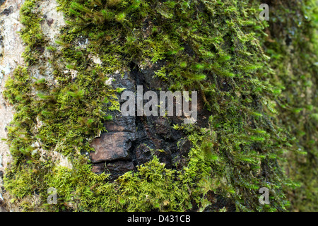 Le scene della foresta pluviale vicino Milla Milla Falls, estremo Nord Queensland, Australia Foto Stock