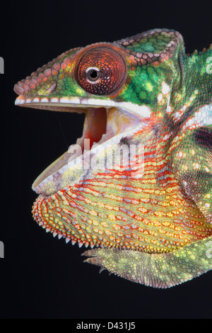 Panther chameleon / Furcifer pardalis Foto Stock