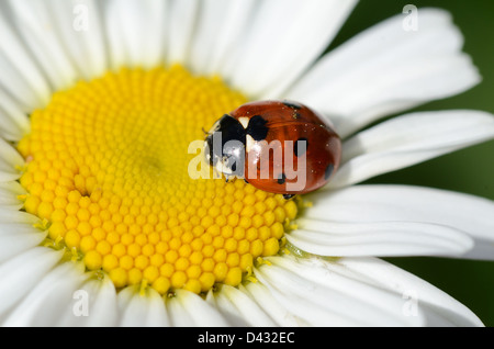 Ladybird sette punti o Ladybug sette punti, Coccinella settempunctata, su fiore Daisy Foto Stock