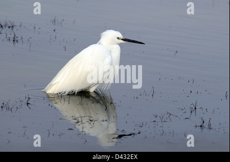 Piccolo Egret (Egretta garzetta) riflesso nel lago di Vaccarès o l'Etang de Vaccarès Camargue Provenza Francia Foto Stock