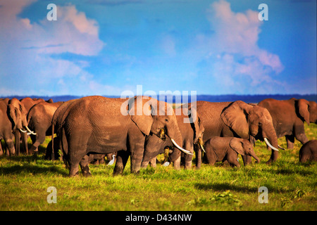 - Gli elefanti elefante africano mandria sulla savana africana, Safari in Amboseli National Park in Kenya, Africa (Loxodonta africana) Foto Stock