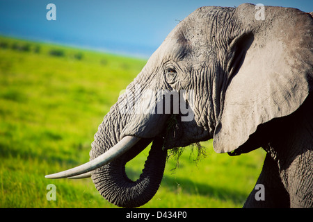 Profilo di un maschio di elefante africano testa close up, Africa Foto Stock