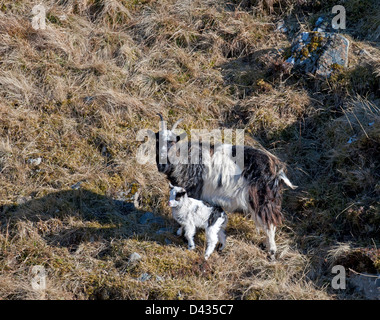 Una coppia di capre selvatiche di montagna Monadhliaths su Coignafearn station wagon, Tomatin. SCO 8983 Foto Stock