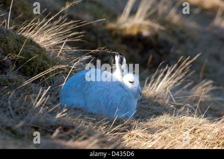 Un scozzese Blue Mountain lepre Lepus timidus scoticus in inverno il suo manto bianco. SCO 8986 Foto Stock