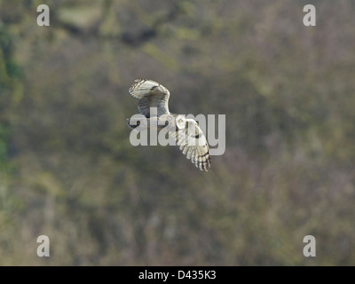 Corto-eared Owl in volo Foto Stock