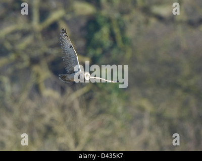 Corto-eared Owl in volo Foto Stock