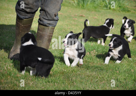 Border Collie cuccioli che corre intorno a persone gambe Foto Stock