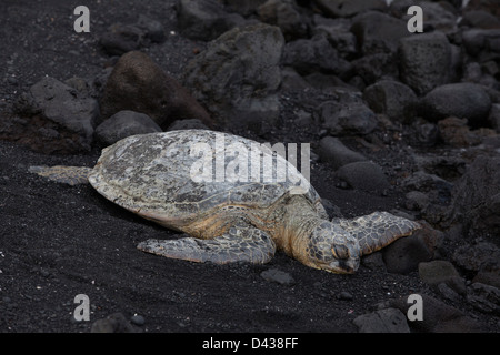 Una tartaruga in spiaggia di sabbia nera, la big Island, Hawaii, STATI UNITI D'AMERICA Foto Stock