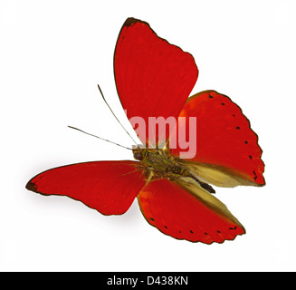 Red Butterfly in volo (Cymothoe sangaris) Foto Stock